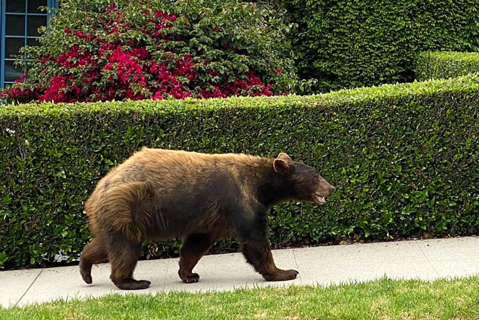 Bear in human habitat