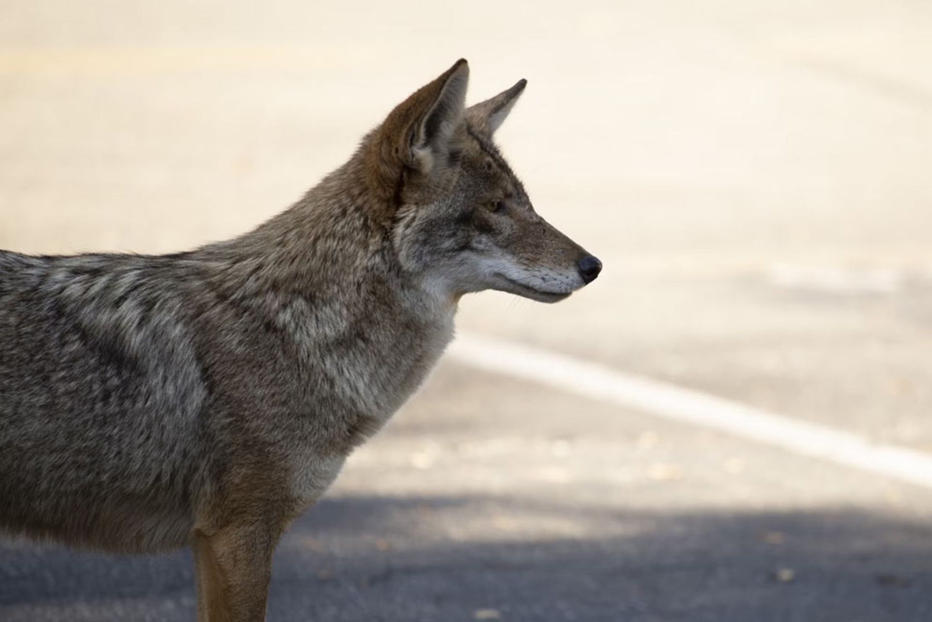 Los Angeles urban coyote