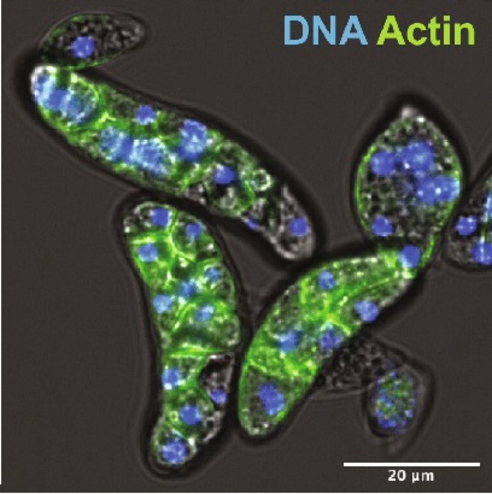 Amoebidium appalachense stained with phalloidin with DNA (blue) 