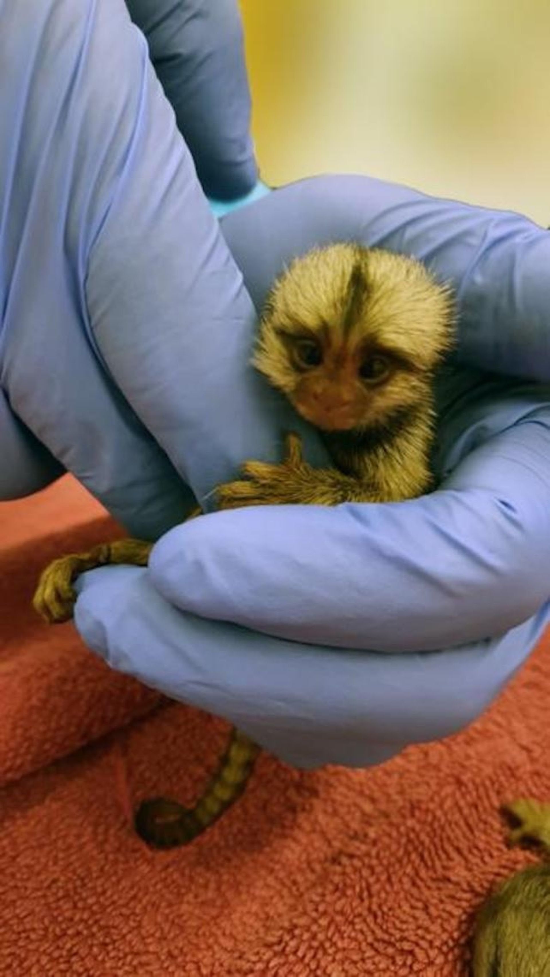 Baby marmot in the laboratory