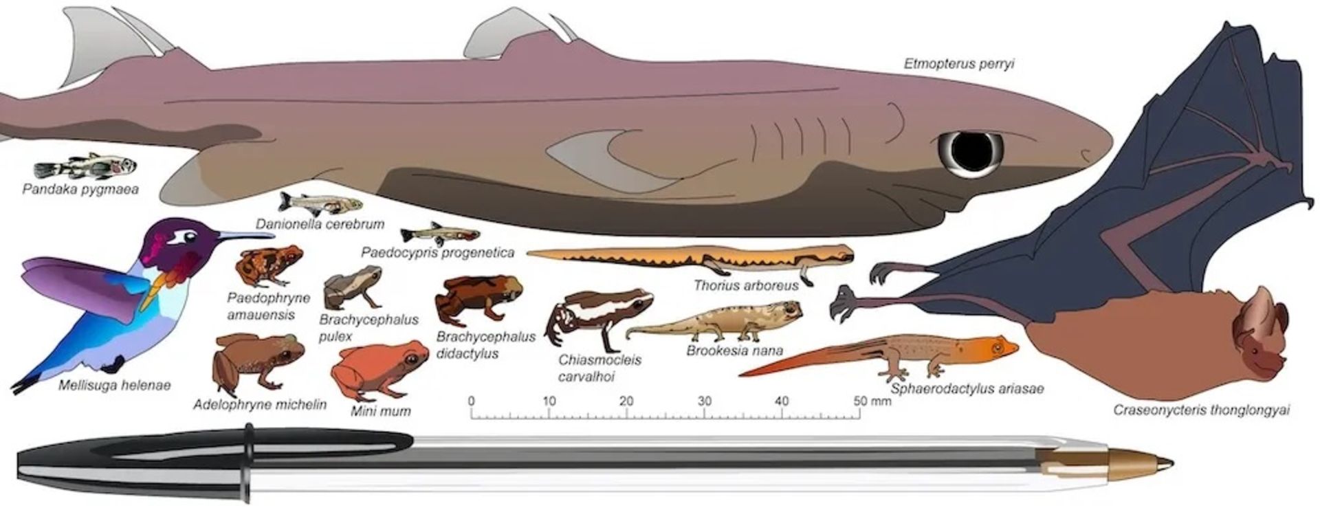 The smallest vertebrates in the world next to a pen