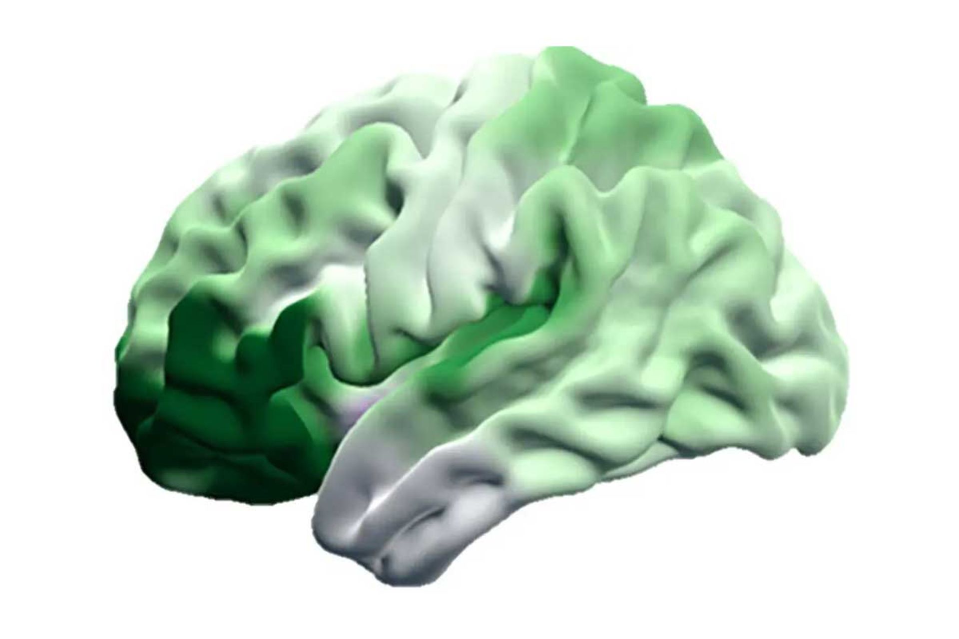 Brain regions that expanded with evolution