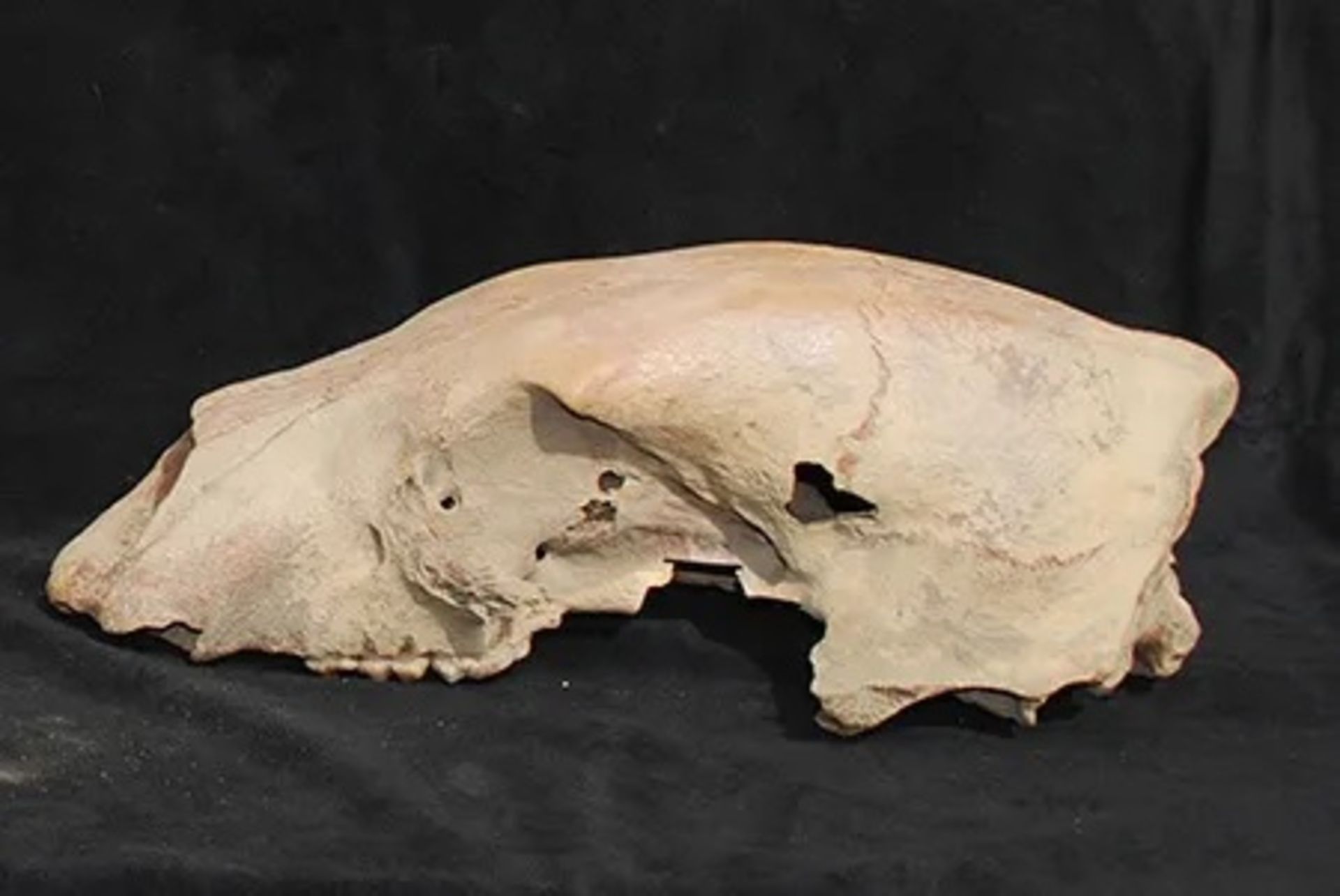 The skull of the polar bear, nicknamed Bruno