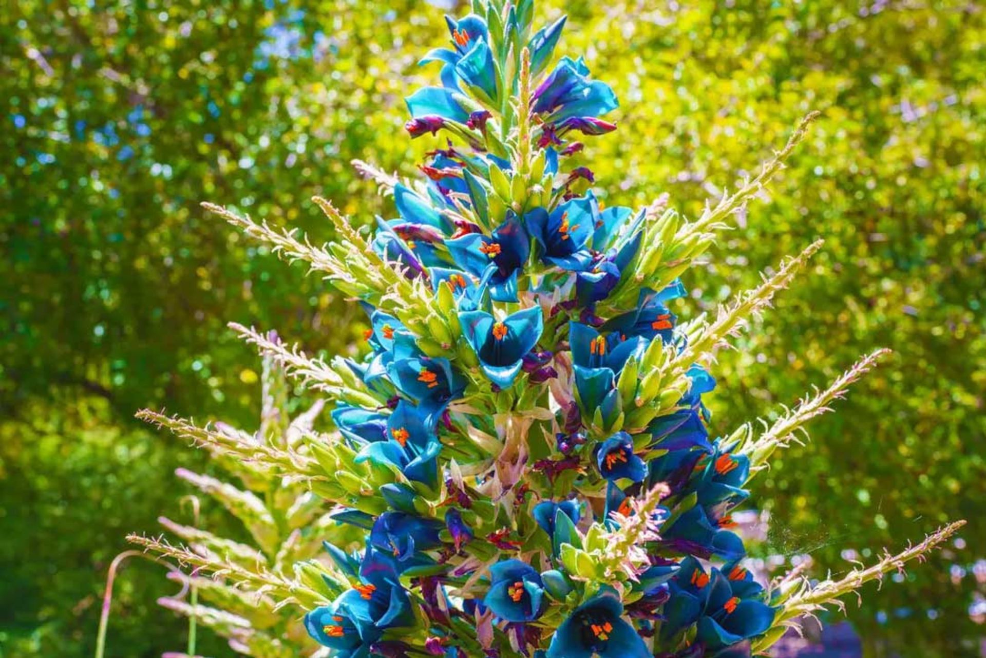 Blue dynamic flower